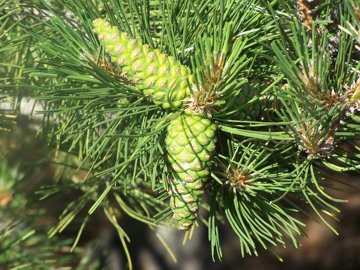 Pinus nigra subsp laricio